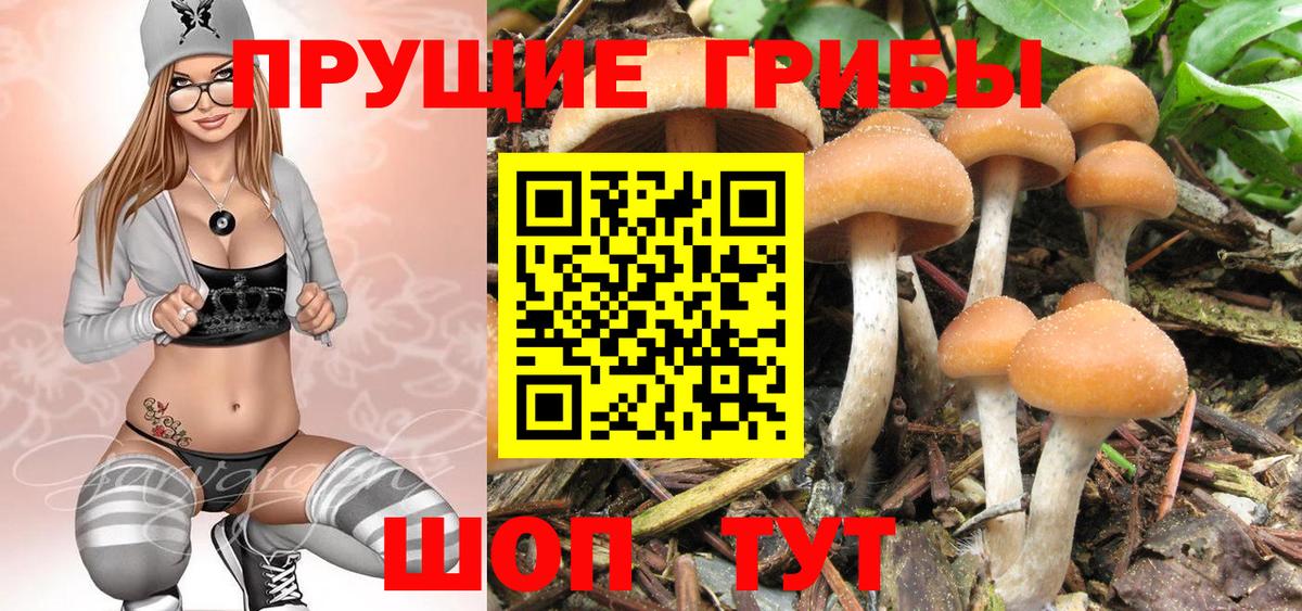 Псилоцибиновые грибы мицелий Корсаков